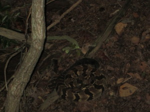 Rattlesnake at Welch's Point.