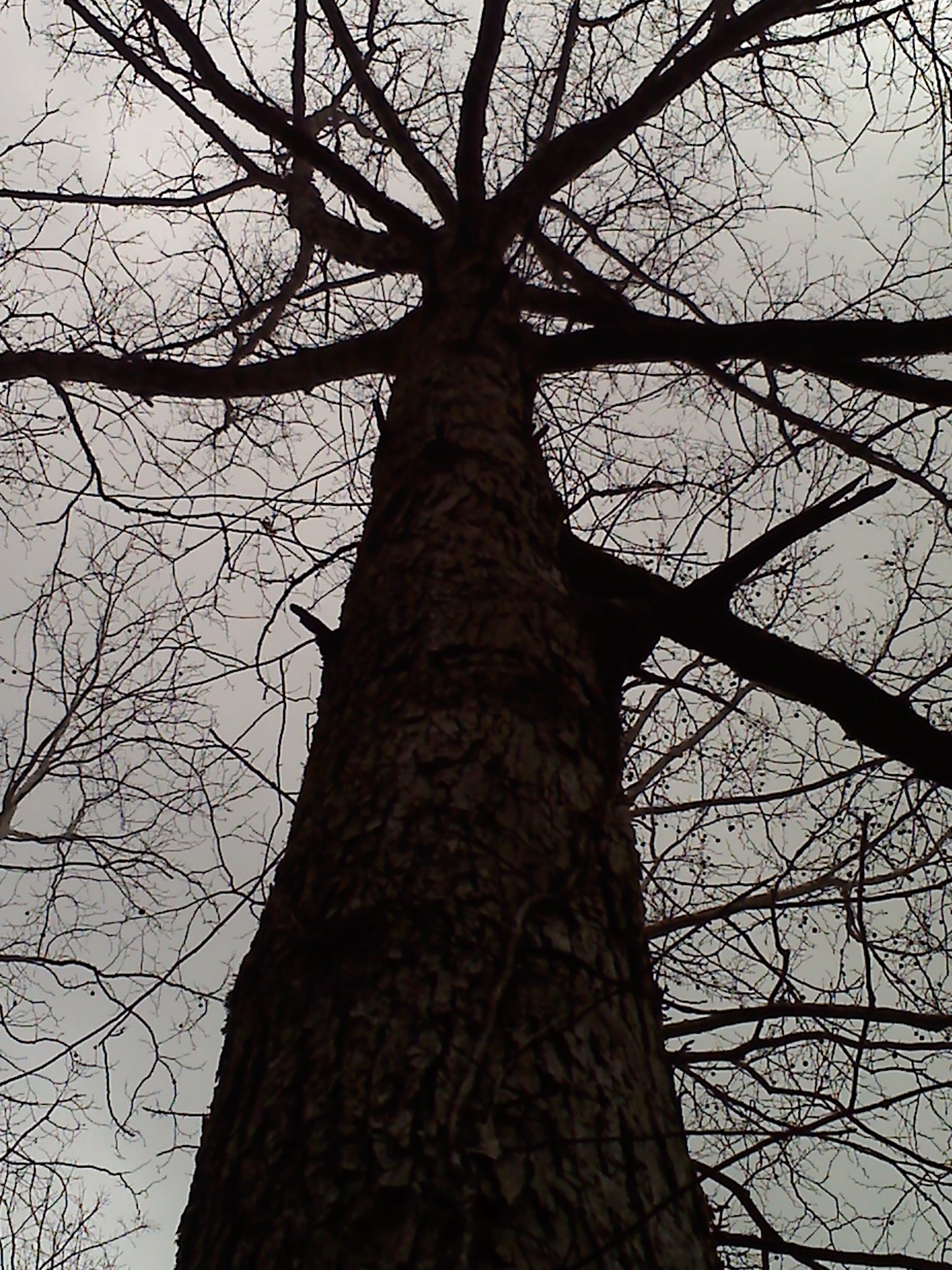 Bleak Tree